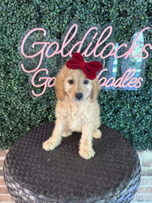 F1B Mini Goldendoodle Puppy “Virginia Wolf” 25-35 lbs Female Pups, Born on 5/29/25