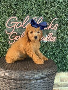 F1B Mini Goldendoodle Puppy “Tina Spay” 25-35 lbs Female Pups, Born on 5/29/25