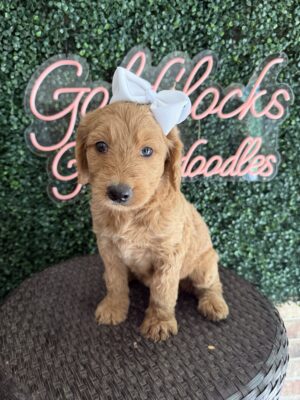 F1B Standard Goldendoodle Female Puppy “Shelby” 55-65 lbs, DOB 7/17, Ready 9/10, $150/month (PayPal Pay Later)