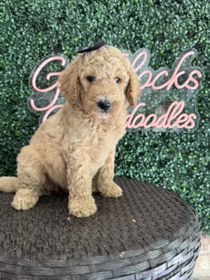 F1B Standard Goldendoodle Female Puppy “Gladys” 55-65 lbs, DOB 7/17, Ready 9/10, $150/month (PayPal Pay Later)