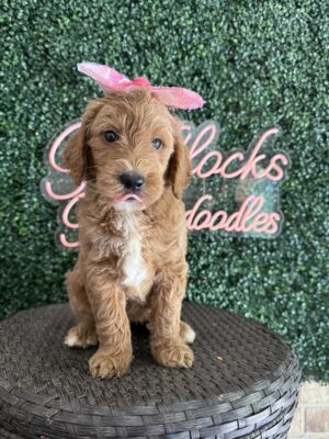 F1B Standard Goldendoodle Female Puppy “Wilma” 55-65 lbs, DOB 7/17, Ready 9/10, $150/month (PayPal Pay Later) (Copy)