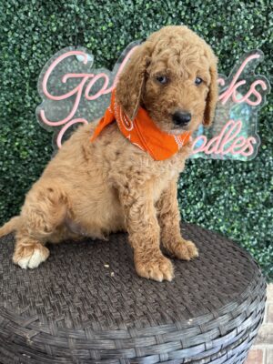 F1B Standard Goldendoodle Puppy “Handy Man Jack” 55-65 lbs Male Pups