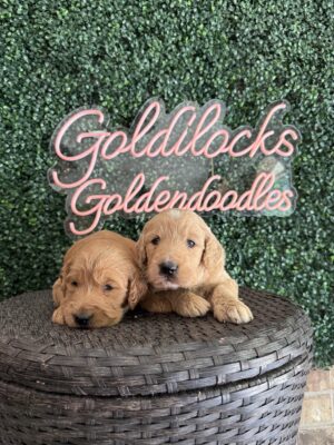 F1 Standard Goldendoodle Male Puppy “1st Pick” 55-65 lbs, $150/month (PayPal Pay Later)
