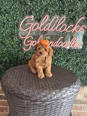 F1B Micro Goldendoodle Male Puppy “Punkin” 15-25 lbs, DOB 7/29, Ready 9/23, $150/month (PayPal Pay Later)