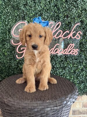 F1 Standard Goldendoodle Female Puppy “Addy” 55-65 lbs, DOB 7/28/, Ready 9/21, $150/month (PayPal Pay Later)