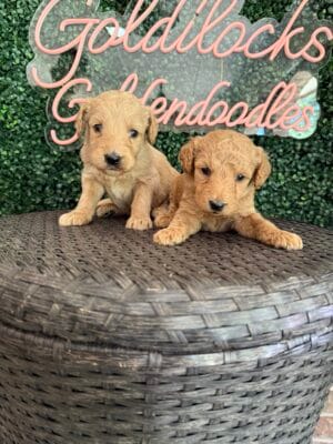 F1B Standard Goldendoodle Female Puppy “1st Pick Female” 55-65 lbs, DOB 9/22, Ready 11/17