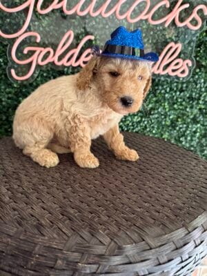 F1B Standard Goldendoodle Male Puppy “Winnie the Pooch” 55-65 lbs, DOB 9/22, Ready 11/17, $150/month (PayPal Pay Later)
