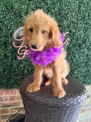 F1 Standard Goldendoodle Female “Addy”, 55-65 lbs, DOB 7/28, Ready 9/21, $150/month (PayPal Pay Later)