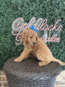 F1 Standard Goldendoodle Female Puppy “Addy” 55-65 lbs 2