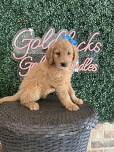 F1 Standard Goldendoodle Female Puppy “Addy” 55-65 lbs 3