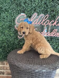 F1 Standard Goldendoodle Female Puppy “Addy” 55-65 lbs 4