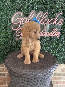 F1 Standard Goldendoodle Female Puppy “Addy” 55-65 lbs 5