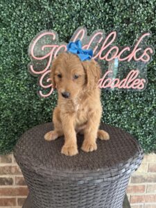 F1 Standard Goldendoodle Female Puppy “Addy” 55-65 lbs 6