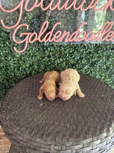 F1 Standard Goldendoodle Puppy “1st Pick” 55-65 lbs Male Pups