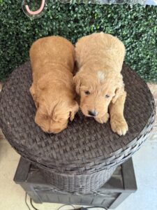 F1 Standard Goldendoodle Puppy “1st Pick” 55-65 lbs Male Pups 3