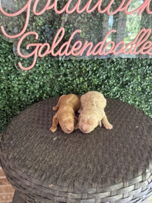 F1 Standard Goldendoodle Puppy “1st Pick” 55-65 lbs Male Pups