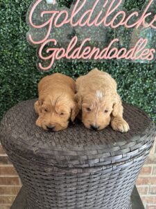 F1 Standard Goldendoodle Puppy “1st Pick” 55-65 lbs Male Pups 4