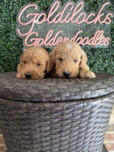 F1 Standard Goldendoodle Puppy “1st Pick” 55-65 lbs Male Pups 5