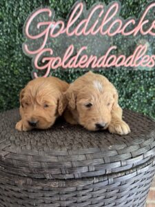 F1 Standard Goldendoodle Puppy “1st Pick” 55-65 lbs Male Pups 6