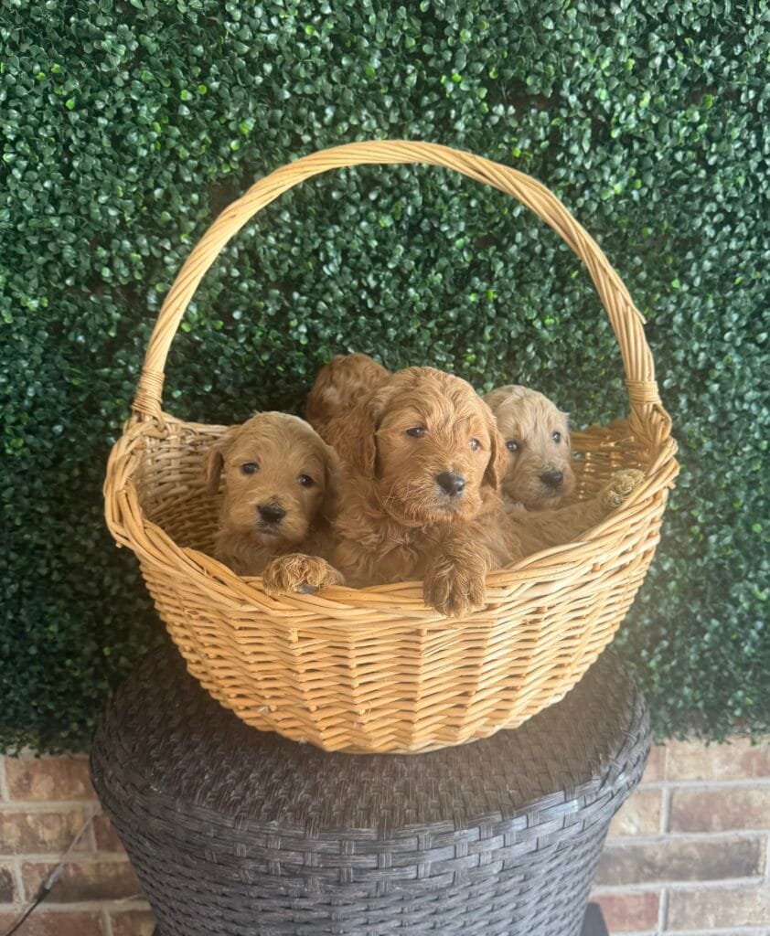 F1B Micro Goldendoodle Puppy “1st Pick ” will weight between 15-25 lbs, Born on 7/29, Will be ready for adoption by 9/23