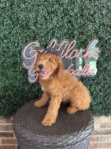 F1B Mini Goldendoodle Puppy “Bruiser” 25-35 lbs Male Pups 2