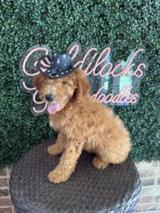 F1B Mini Goldendoodle Puppy “Bruiser” 25-35 lbs Male Pups 3