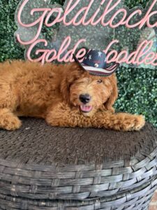 F1B Mini Goldendoodle Puppy “Bruiser” 25-35 lbs Male Pups 4