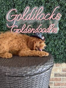 F1B Mini Goldendoodle Puppy “Bruiser” 25-35 lbs Male Pups 5