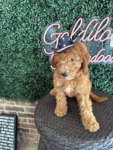 F1B Mini Goldendoodle Puppy “Bruiser” 25-35 lbs Male Pups 6
