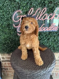 F1B Mini Goldendoodle Puppy “Bruiser” 25-35 lbs Male Pups 7