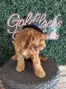 F1B Mini Goldendoodle Puppy “Bruiser” 25-35 lbs Male Pups 8
