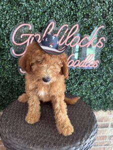 F1B Mini Goldendoodle Puppy “Bruiser” 25-35 lbs Male Pups 9