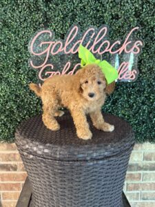 F1B Mini Goldendoodle Puppy “Katy Pawry” 25-35 lbs Female Pups 2