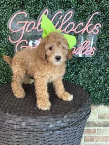 F1B Mini Goldendoodle Puppy “Katy Pawry” 25-35 lbs Female Pups 3