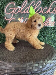 F1B Mini Goldendoodle Puppy “Katy Pawry” 25-35 lbs Female Pups 4