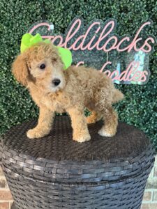 F1B Mini Goldendoodle Puppy “Katy Pawry” 25-35 lbs Female Pups 5