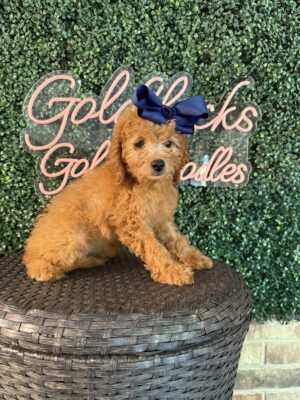 F1B Mini Goldendoodle Puppy “Tina Spay” 25-35 lbs Female Pups, Born on 5/29/25