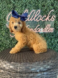 F1B Mini Goldendoodle Puppy “Tina Spay” 25-35 lbs Female Pups 2