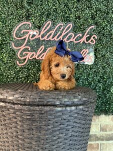 F1B Mini Goldendoodle Puppy “Tina Spay” 25-35 lbs Female Pups 3