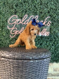 F1B Mini Goldendoodle Puppy “Tina Spay” 25-35 lbs Female Pups 5