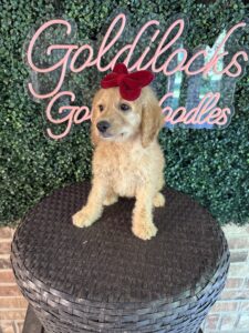 F1B Mini Goldendoodle Puppy “Virginia Wolf” 25-35 lbs Female Pups 2