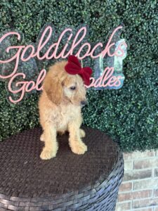 F1B Mini Goldendoodle Puppy “Virginia Wolf” 25-35 lbs Female Pups 3