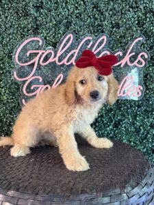 F1B Mini Goldendoodle Puppy “Virginia Wolf” 25-35 lbs Female Pups 4