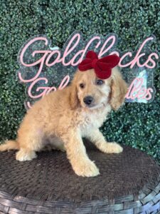 F1B Mini Goldendoodle Puppy “Virginia Wolf” 25-35 lbs Female Pups 5