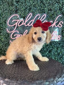 F1B Mini Goldendoodle Puppy “Virginia Wolf” 25-35 lbs Female Pups 6