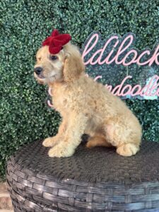 F1B Mini Goldendoodle Puppy “Virginia Wolf” 25-35 lbs Female Pups 7