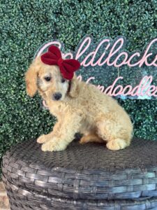 F1B Mini Goldendoodle Puppy “Virginia Wolf” 25-35 lbs Female Pups 8