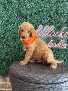 F1B Standard Goldendoodle Puppy “Handy Man Jack” 3