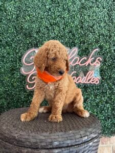 F1B Standard Goldendoodle Puppy “Handy Man Jack” 4