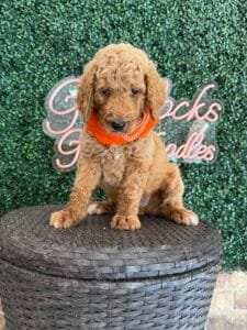 F1B Standard Goldendoodle Puppy “Handy Man Jack” 5